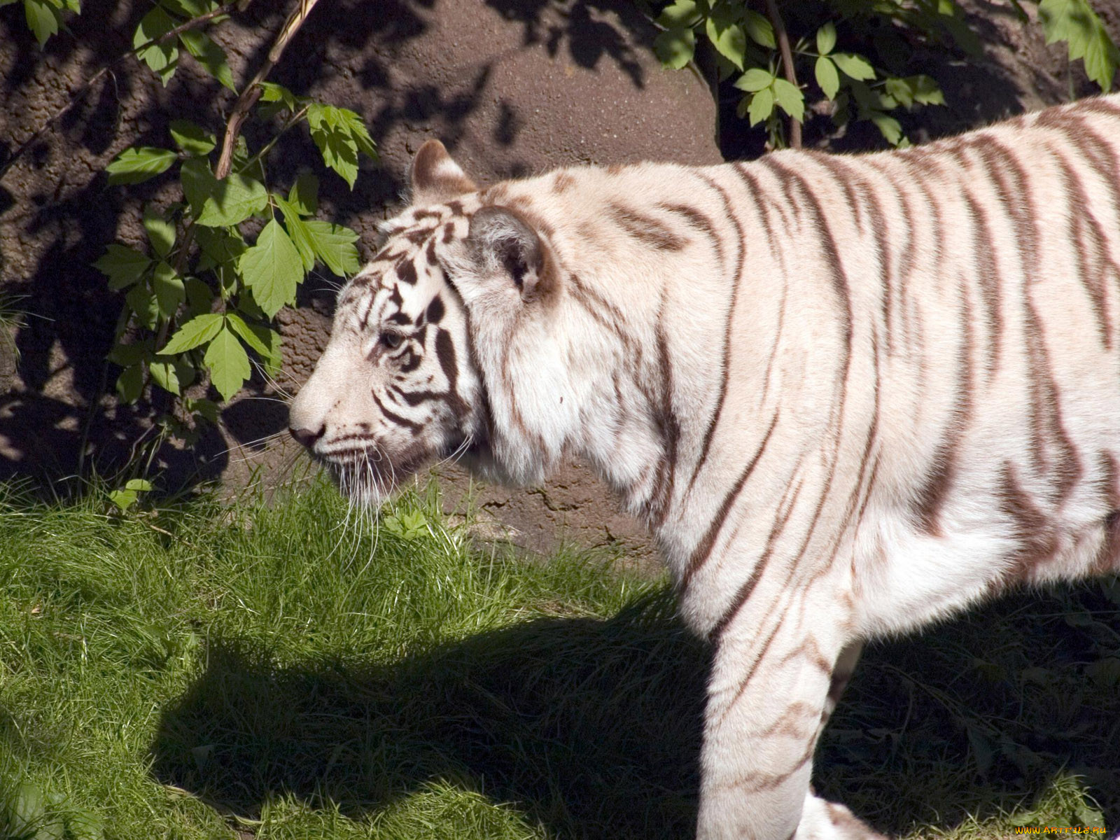 engaging, zoo, pictures, from, the, cincinnati, , 